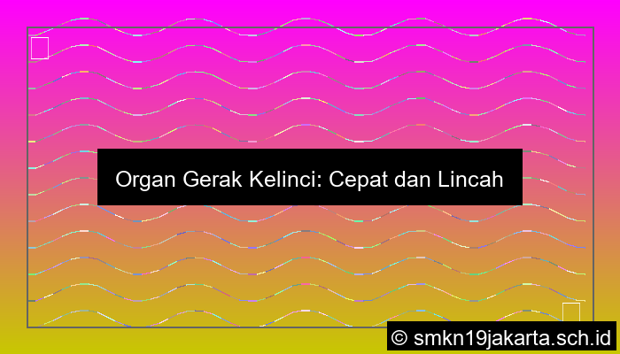 Organ Gerak Kelinci
